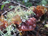 Auricularia angiospermarum image