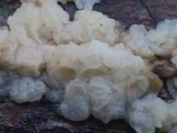 Ductifera pululahuana image