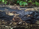 Biscogniauxia atropunctata image