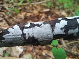 Biscogniauxia atropunctata image