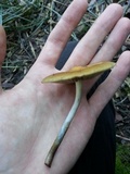 Psilocybe subaeruginosa image