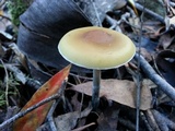 Psilocybe subaeruginosa image