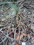 Psilocybe subaeruginosa image