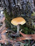 Psilocybe subaeruginosa image