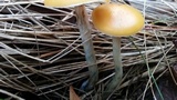 Psilocybe subaeruginosa image