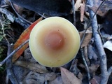 Psilocybe subaeruginosa image