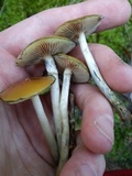 Psilocybe subaeruginosa image