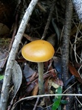 Psilocybe subaeruginosa image