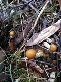 Psilocybe subaeruginosa image