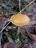 Psilocybe subaeruginosa image