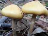 Psilocybe subaeruginosa image