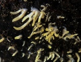 Calocera cornea image