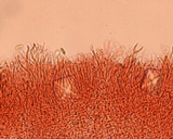 Calocera cornea image