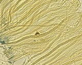 Stictis radiata image