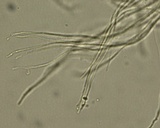 Stictis radiata image