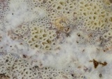Stromatoscypha fimbriata image