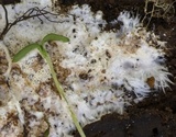 Stromatoscypha fimbriata image