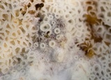 Stromatoscypha fimbriata image