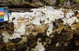 Stromatoscypha fimbriata image