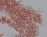 Stromatoscypha fimbriata image