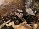 Arrhenia epichysium image