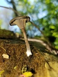 Arrhenia epichysium image