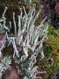 Cladonia ochrochlora image