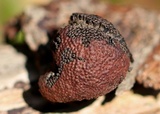 Hypoxylon fragiforme image