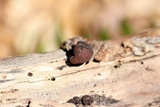 Hypoxylon fragiforme image