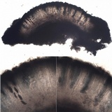 Diploschistes diacapsis image