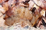Phaeotremella frondosa image