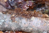 Phaeotremella frondosa image