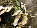 Sarcodontia pachyodon image