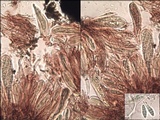 Alyxoria varia image