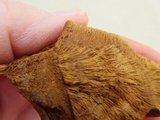 Phellinus gilvus image