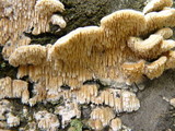 Sarcodontia pachyodon image