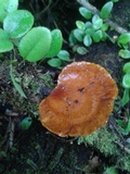 Image of Neodictyopus atlanticae