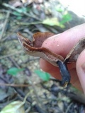Neodictyopus atlanticae image