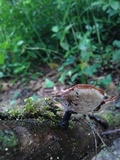 Neodictyopus atlanticae image