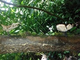 Neodictyopus atlanticae image