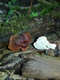 Neodictyopus atlanticae image