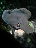 Neodictyopus atlanticae image