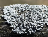 Physcia aipolia image
