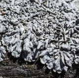 Physcia aipolia image