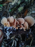 Pyrrhoglossum stipitatum image