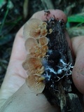 Pyrrhoglossum stipitatum image