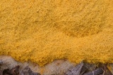 Fuligo septica image