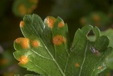 Gymnosporangium globosum image