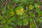 Gymnosporangium globosum image