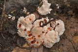 Abortiporus biennis image